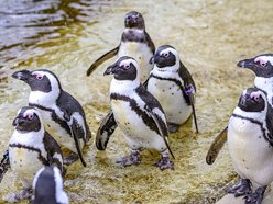 Łódź. O ochronie przyrody w Orientarium Zoo Łódź. Międzynarodowa konferencja EAZA 2025