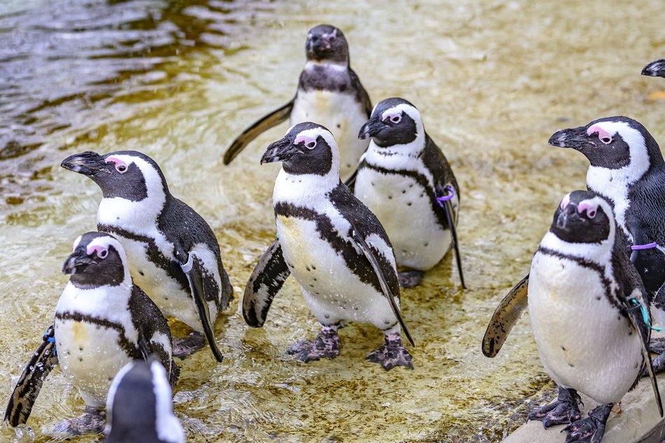 Łódź. O ochronie przyrody w Orientarium Zoo Łódź. Międzynarodowa konferencja EAZA 2025