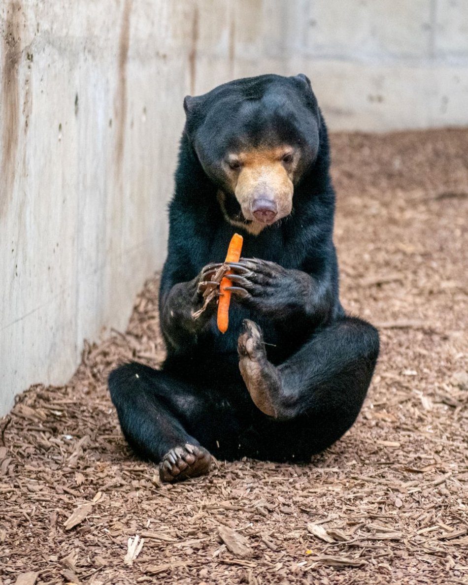 Dzień wagarowicza, Orientarium Zoo Łódź