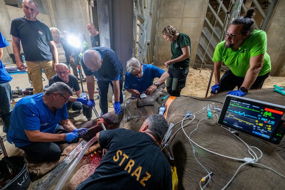 Sensacyjne wieści z Orientarium Zoo Łódź! Operacja słonia indyjskiego udana!