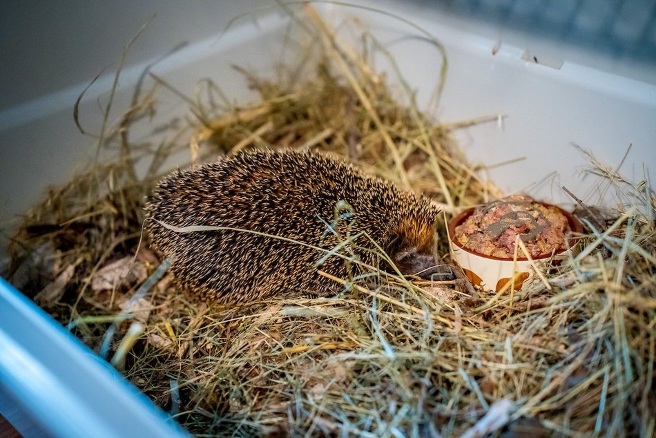 Łódź. W trosce o jeże. Sprawdź, jak pomóc im przetrwać jesień i zimę