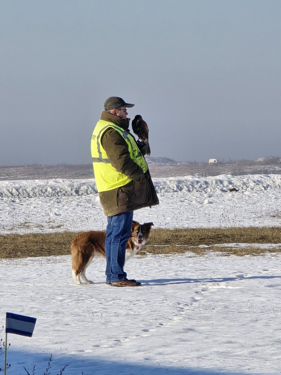 Łódź. Falcia to postrach ptaków na lotnisku w Łodzi!