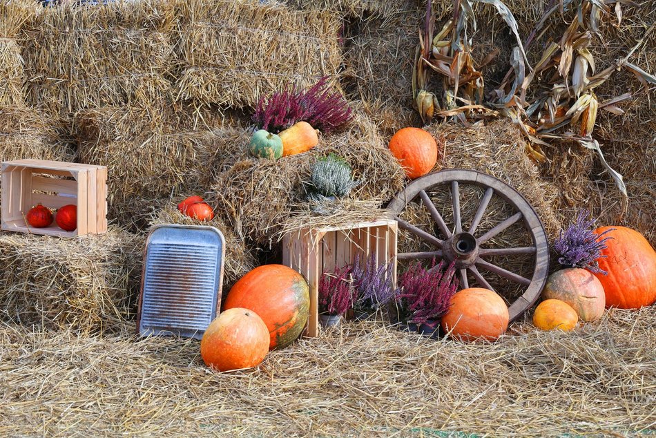 Farma Dyniowa w Pasażu Łódzkim