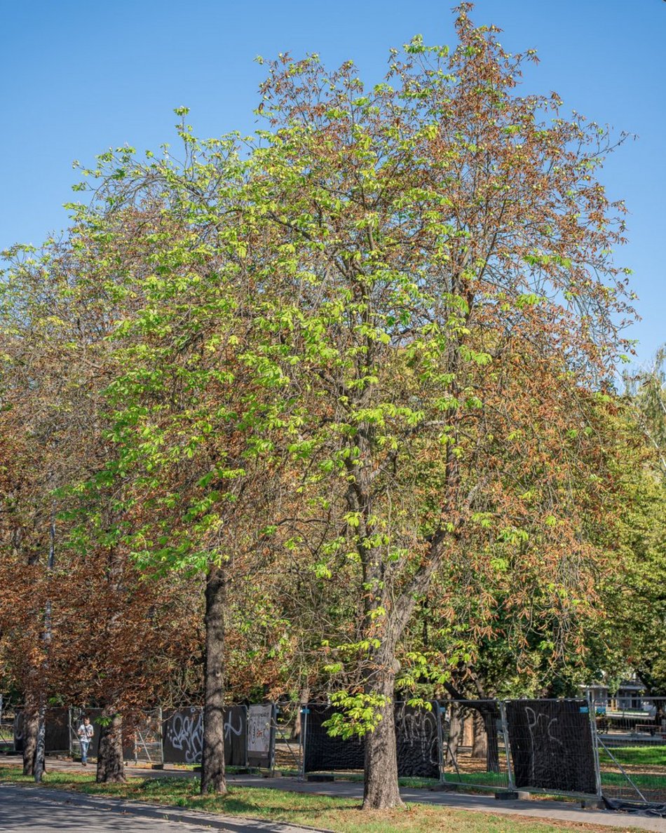 kwitnące kasztanowce