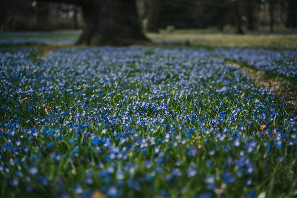 Łódź. Niebieska wiosna w Parku Klepacza w Łodzi. Te cebulice zachwycą każdego!
