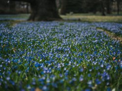 Łódź. Niebieska wiosna w Parku Klepacza w Łodzi. Te cebulice zachwycą każdego!