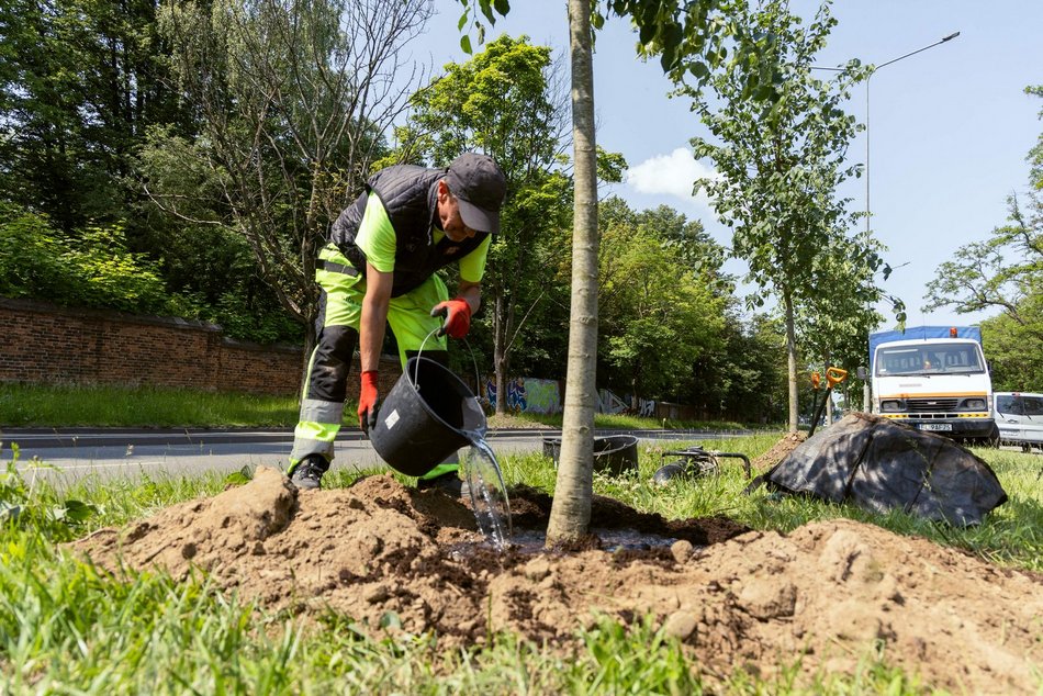 Łódź. Inflancka w Łodzi jeszcze bardziej zielona. Przybędzie aż 56 drzew!