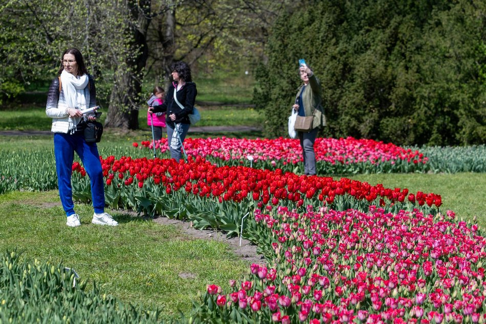 Łódź. Tysiące tulipanów w Ogrodzie Botanicznym w Łodzi. Przyjdź i zobacz je na własne oczy!
