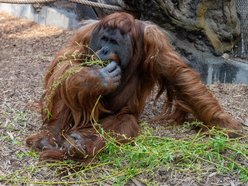 Łódź. Orangutan z Orientarium Zoo Łódź
