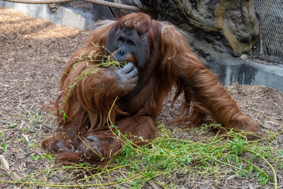 Łódź. Orangutan z Orientarium Zoo Łódź