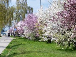 Łódź. Biało-różowy zawrót głowy na Rokicińskiej w Łodzi. Kwitnąca przyroda wygląda, jak z bajki!
