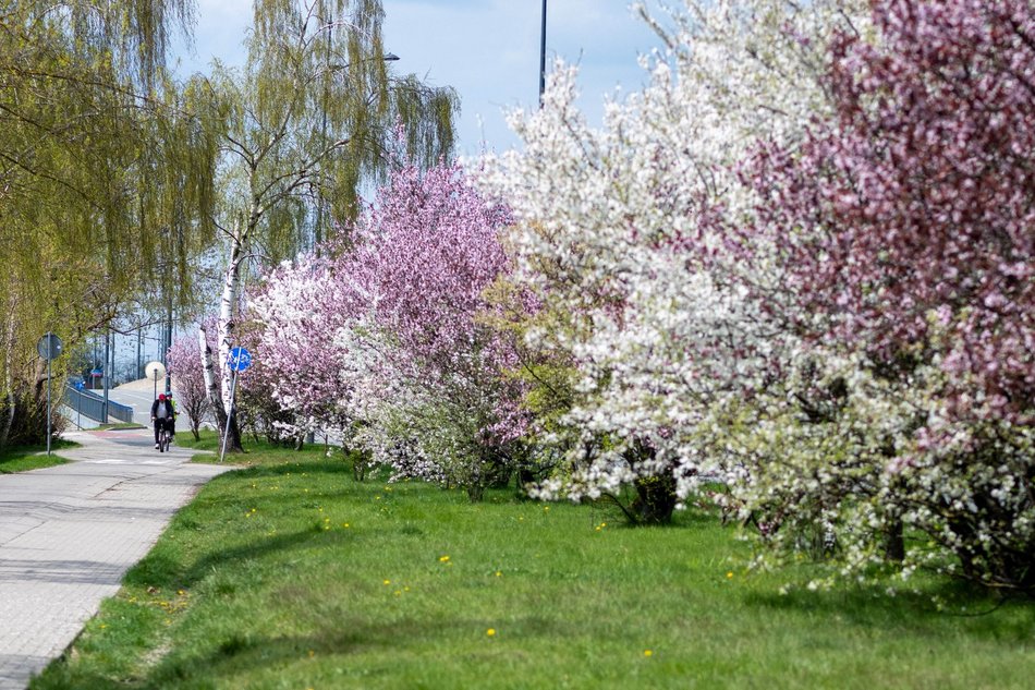 Łódź. Biało-różowy zawrót głowy na Rokicińskiej w Łodzi. Kwitnąca przyroda wygląda, jak z bajki!