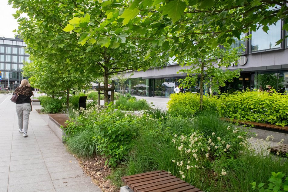 Łódź. Róże na skwerze WOŚP w Łodzi