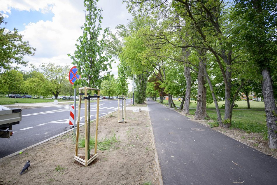Nowe drzewa przy Maratońskiej w Łodzi. Będzie ich aż 70!