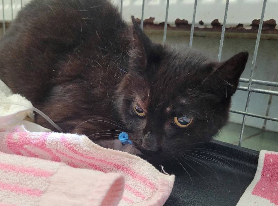 Łódź. Adoptuj odpowiedzialnie! Pomóż kociakom ze schroniska w Łodzi znaleźć nowe domy