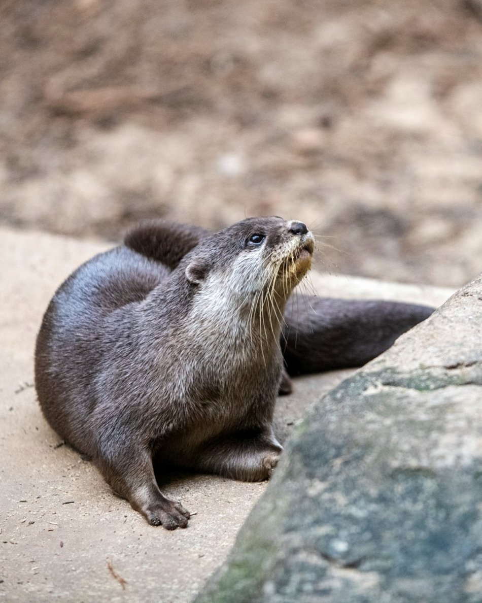 Orientarium Zoo Łódź