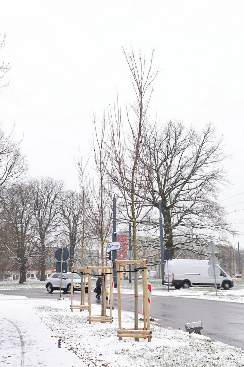 Łódź. Nowe nasadzenia w całym mieście