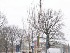 Łódź. Nowe nasadzenia w całym mieście