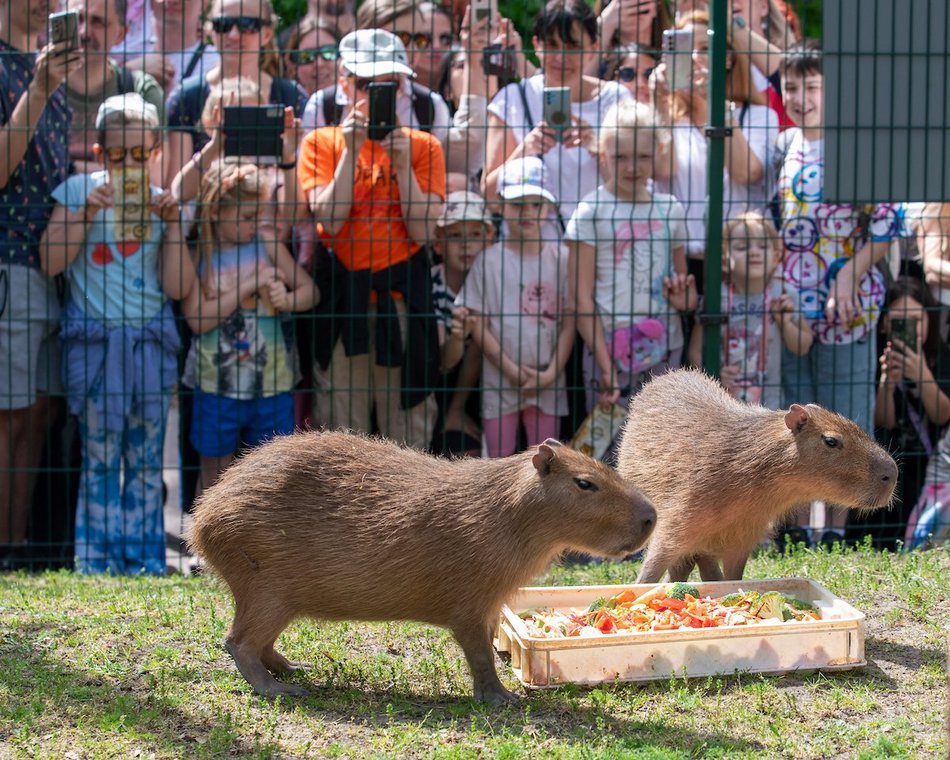Łódź. Majówka 2025. Łodzianie wybrali relaks w Orientarium Zoo Łódź i w Aquaparku Fala