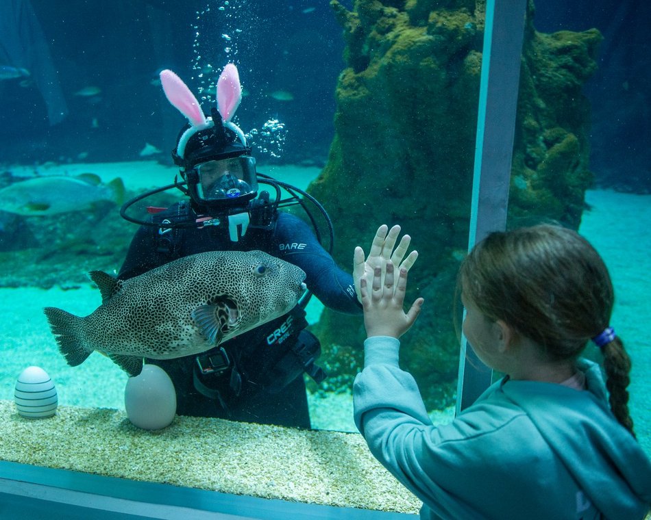Łódź. Podwodny zając wielkanocny? Tylko w Orientarium Zoo Łódź!