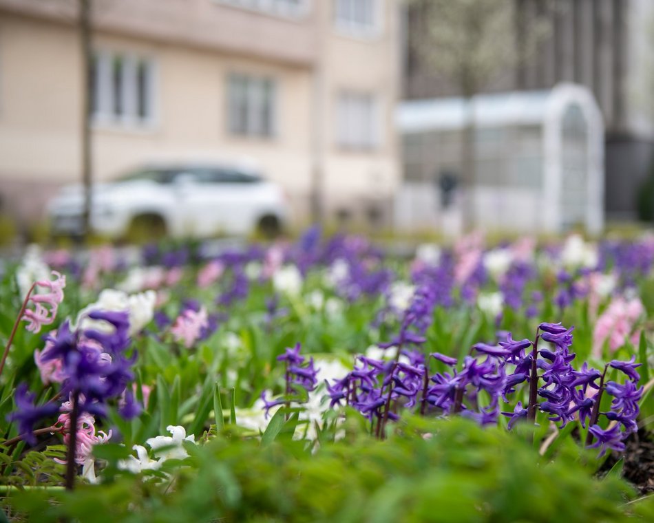 Żonkile na rondzie Solidarności