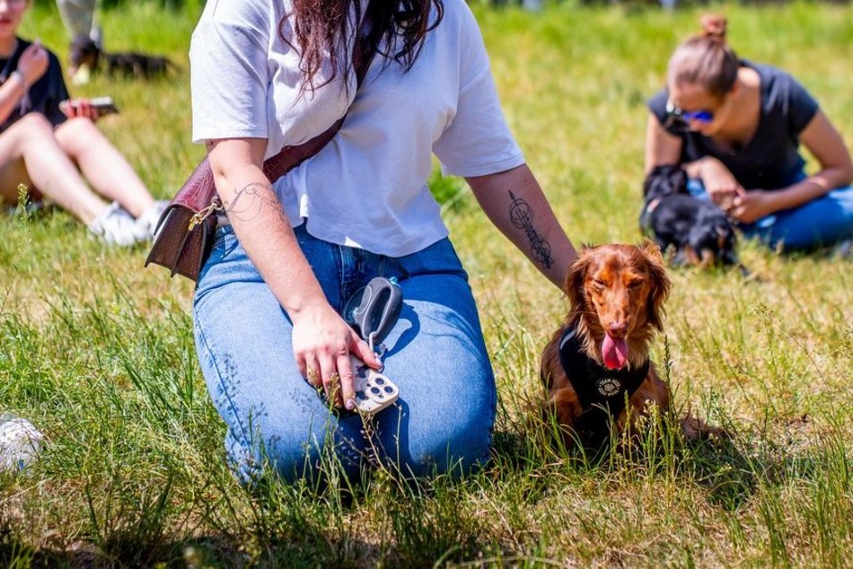 Jamnikówka w parku Poniatowskiego