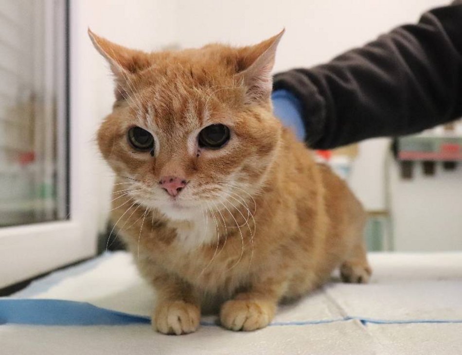Łódź. Henia ze schroniska w Łodzi czeka na nowego opiekuna. Takie koty to niezwykła rzadkość!