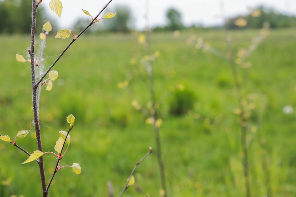 Łódź. Z 15 tysięcy małych sadzonek powstanie prawdziwy gaj!