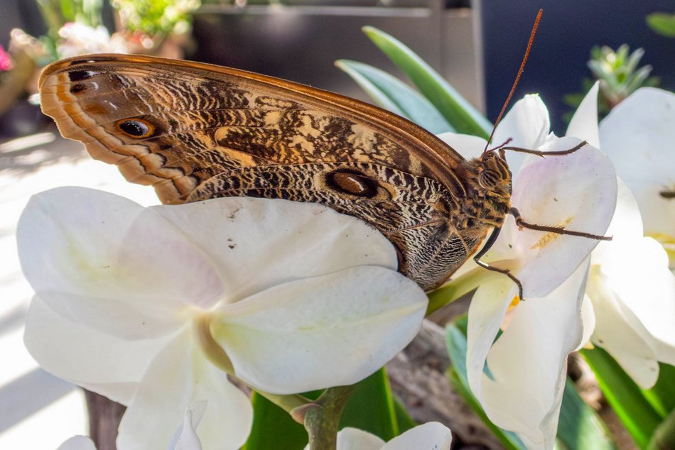 Łódź. Nowa motylarnia w Orientarium Zoo Łódź już otwarta! Największe takie miejsce w Polsce