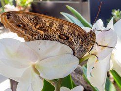 Łódź. Nowa motylarnia w Orientarium Zoo Łódź już otwarta! Największe takie miejsce w Polsce