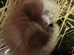 Łódź. Kolejne narodziny w Orientarium Zoo Łódź. Panda mała po raz trzeci została mamą!