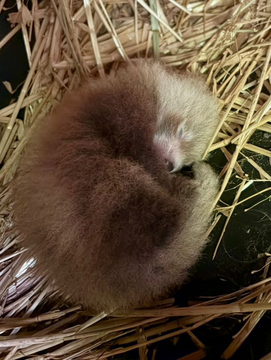 Łódź. Kolejne narodziny w Orientarium Zoo Łódź. Panda mała po raz trzeci została mamą!