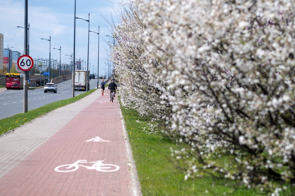 Łódź. Biało-różowy zawrót głowy na Rokicińskiej w Łodzi. Kwitnąca przyroda wygląda, jak z bajki!