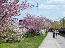 Łódź. Biało-różowy zawrót głowy na Rokicińskiej w Łodzi. Kwitnąca przyroda wygląda, jak z bajki!