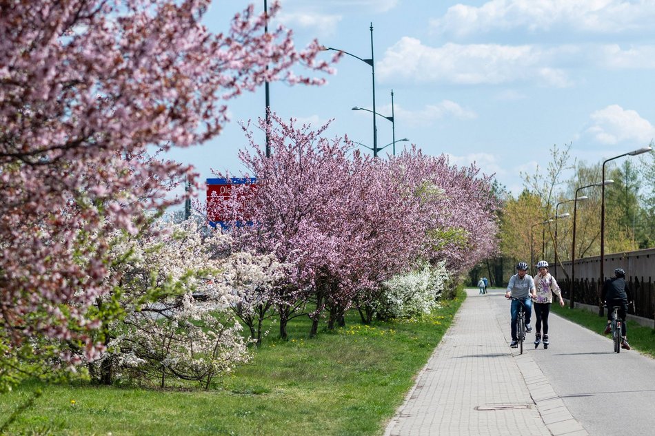 Łódź. Biało-różowy zawrót głowy na Rokicińskiej w Łodzi. Kwitnąca przyroda wygląda, jak z bajki!