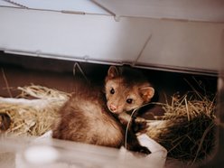 Powstał Zespół ds. Dzikich Zwierząt w Łodzi