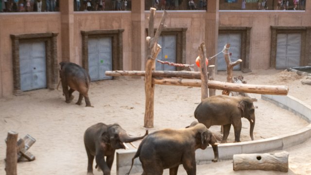 Słonie z Orientarium Zoo Łódź w komplecie. Barnaba dołączył do stada! [ZDJĘCIA]