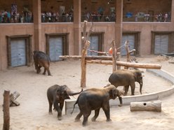 Słonie z Orientarium Zoo Łódź