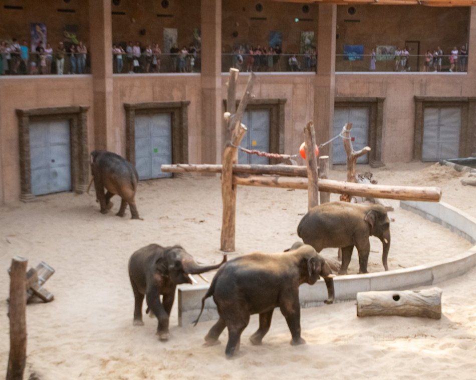 Słonie z Orientarium Zoo Łódź