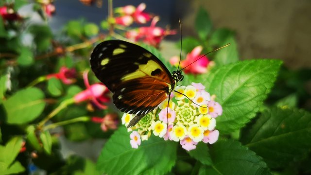 Ostatnie tygodnie wakacji w Palmiarni w Łodzi. Ostre papryki, motyle i egzotyczne rośliny