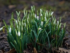 Park Klepacza znów kwitnie. Cebulice, śnieżniki i krokusy. Wiosna w Łodzi