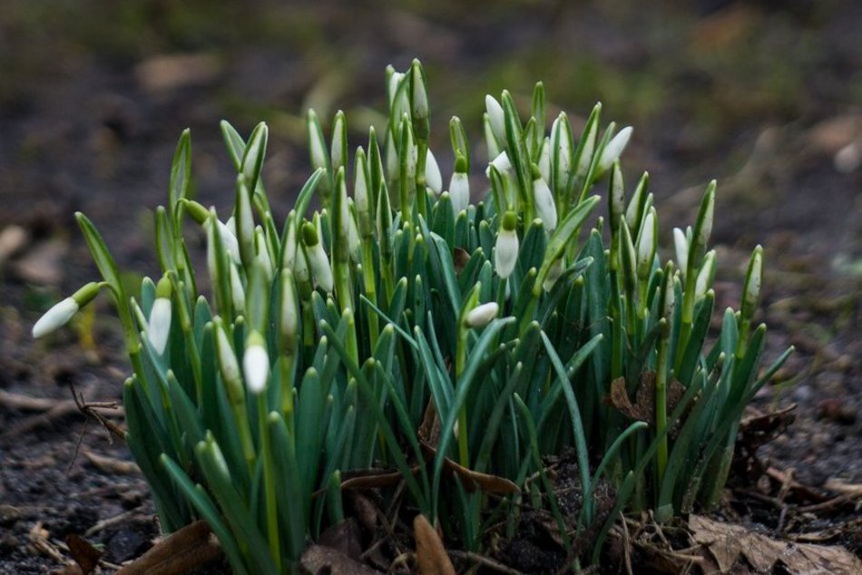 Park Klepacza znów kwitnie. Cebulice, śnieżniki i krokusy. Wiosna w Łodzi