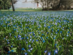 Łódź. Niebieska wiosna w Parku Klepacza w Łodzi. Te cebulice zachwycą każdego!