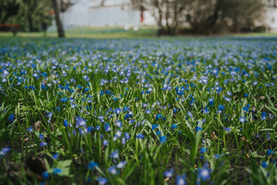 Łódź. Niebieska wiosna w Parku Klepacza w Łodzi. Te cebulice zachwycą każdego!