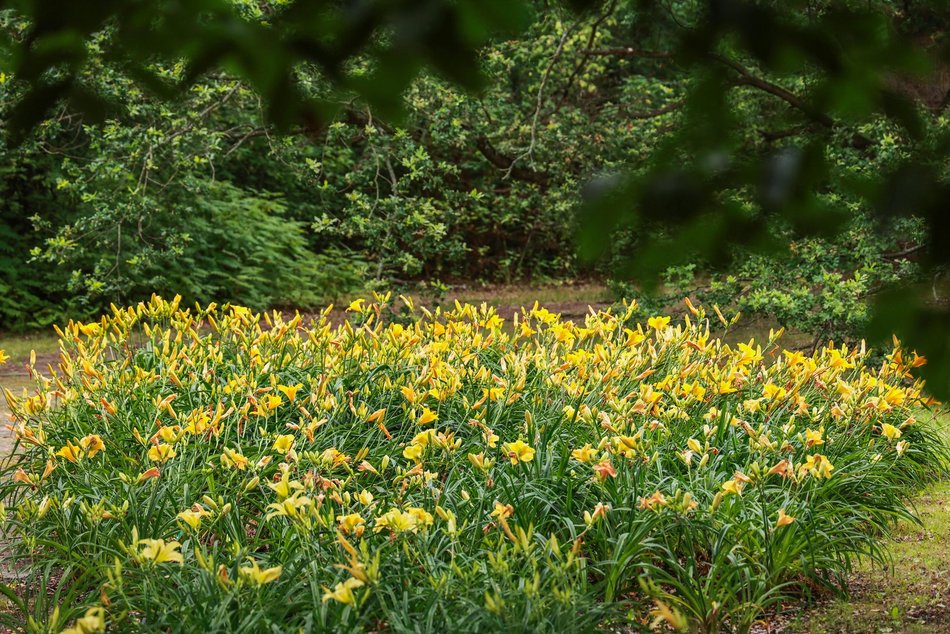 Łódź. Liliowce zachwycają w Ogrodzie Botanicznym w Łodzi. Widok zapierający dech!