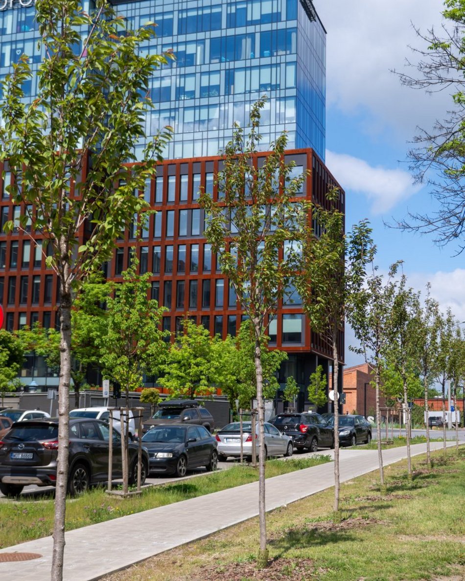 Łódź. Aż 80 nowych drzew przy Monopolis w Łodzi! Piękne wiśnie zdobią Wydawniczą