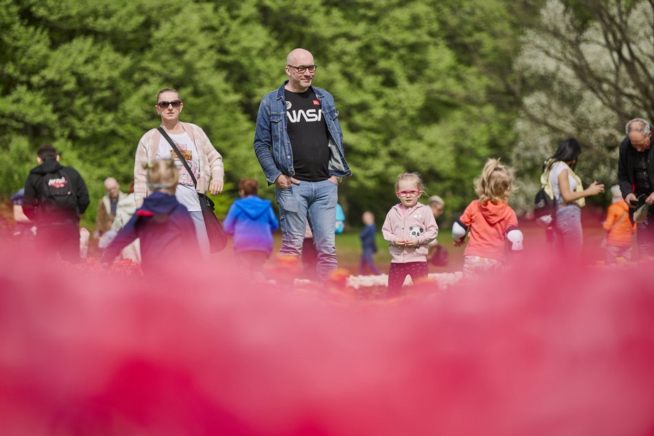 Kwitnące tulipany w Ogrodzie Botanicznym w Łodzi