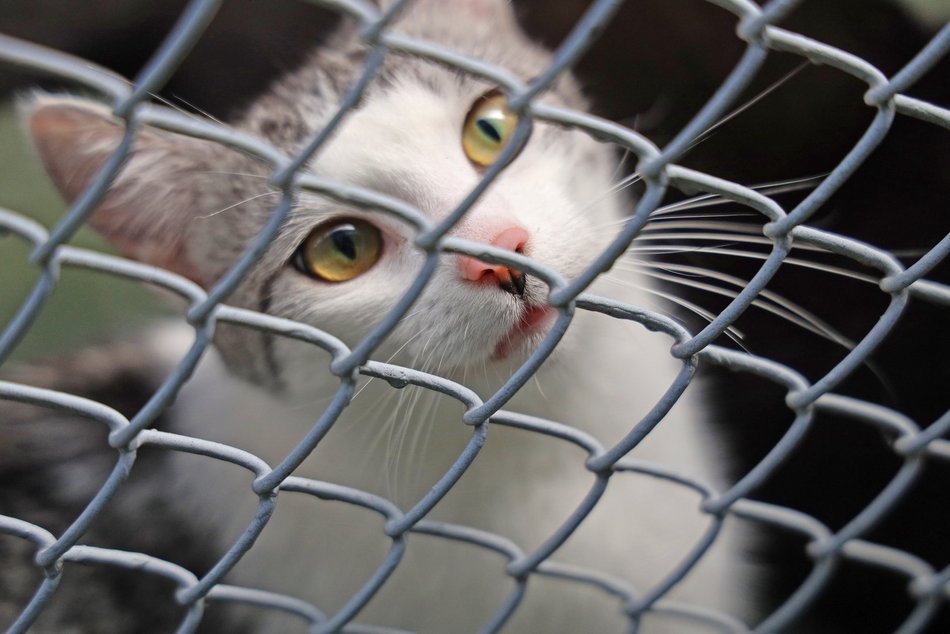 Schronisko w Łodzi. Mnóstwo zwierząt czeka na na nowy dom!