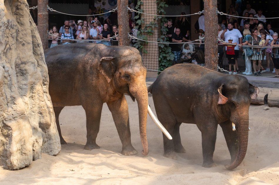 Łódź. Dzień Słonia w Orientarium Zoo Łódź. Tłumy łodzian i mnóstwo dobrej zabawy