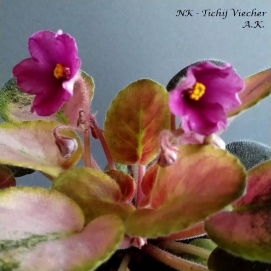 Łódź. Ponad 400 odmian fiołków afrykańskich. Niezwykła pasja Agnieszki Kunickiej-Kakietek